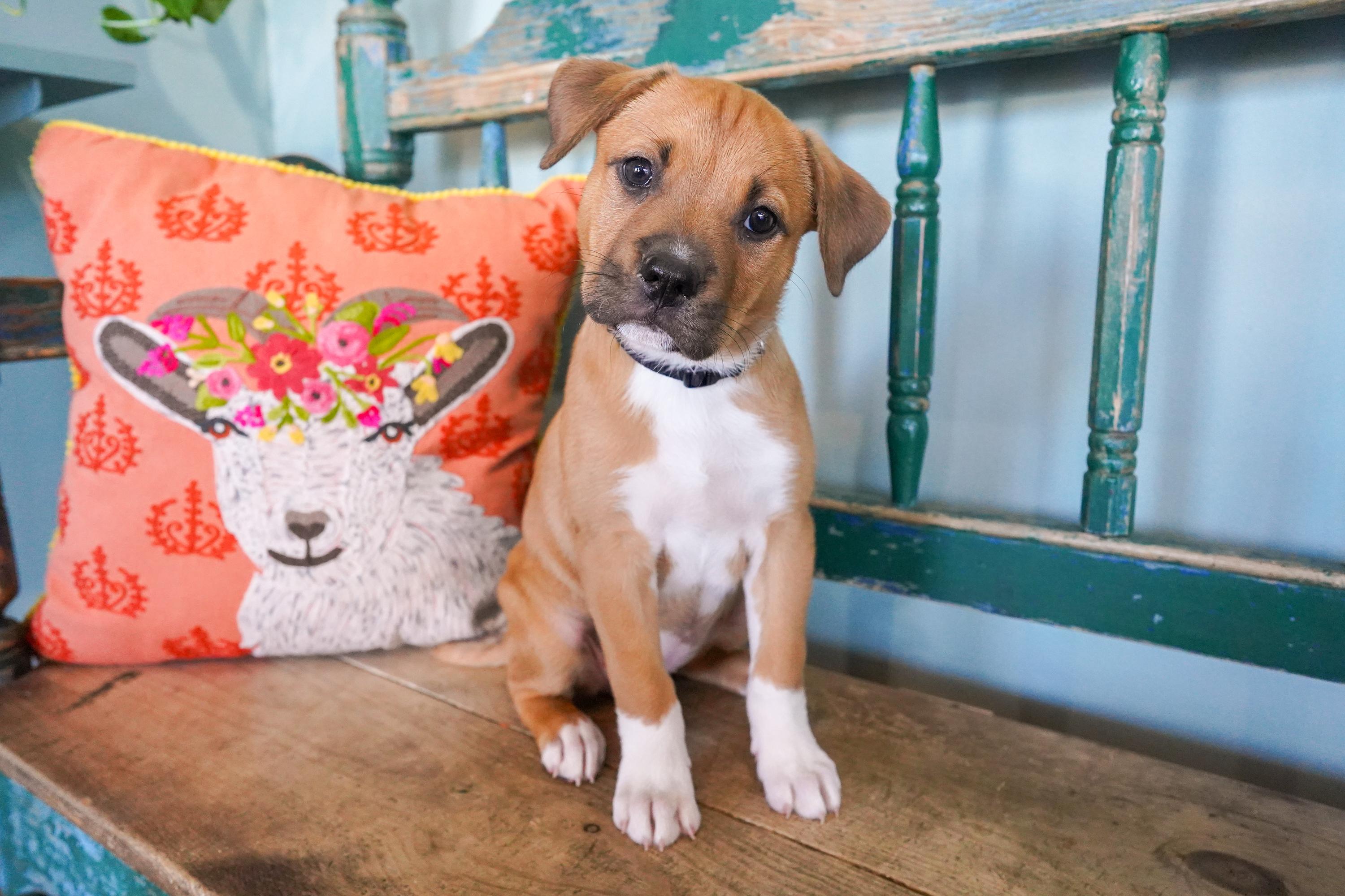 Dolly, adopted, Puppy Female Labrador Retriever & Boxer.