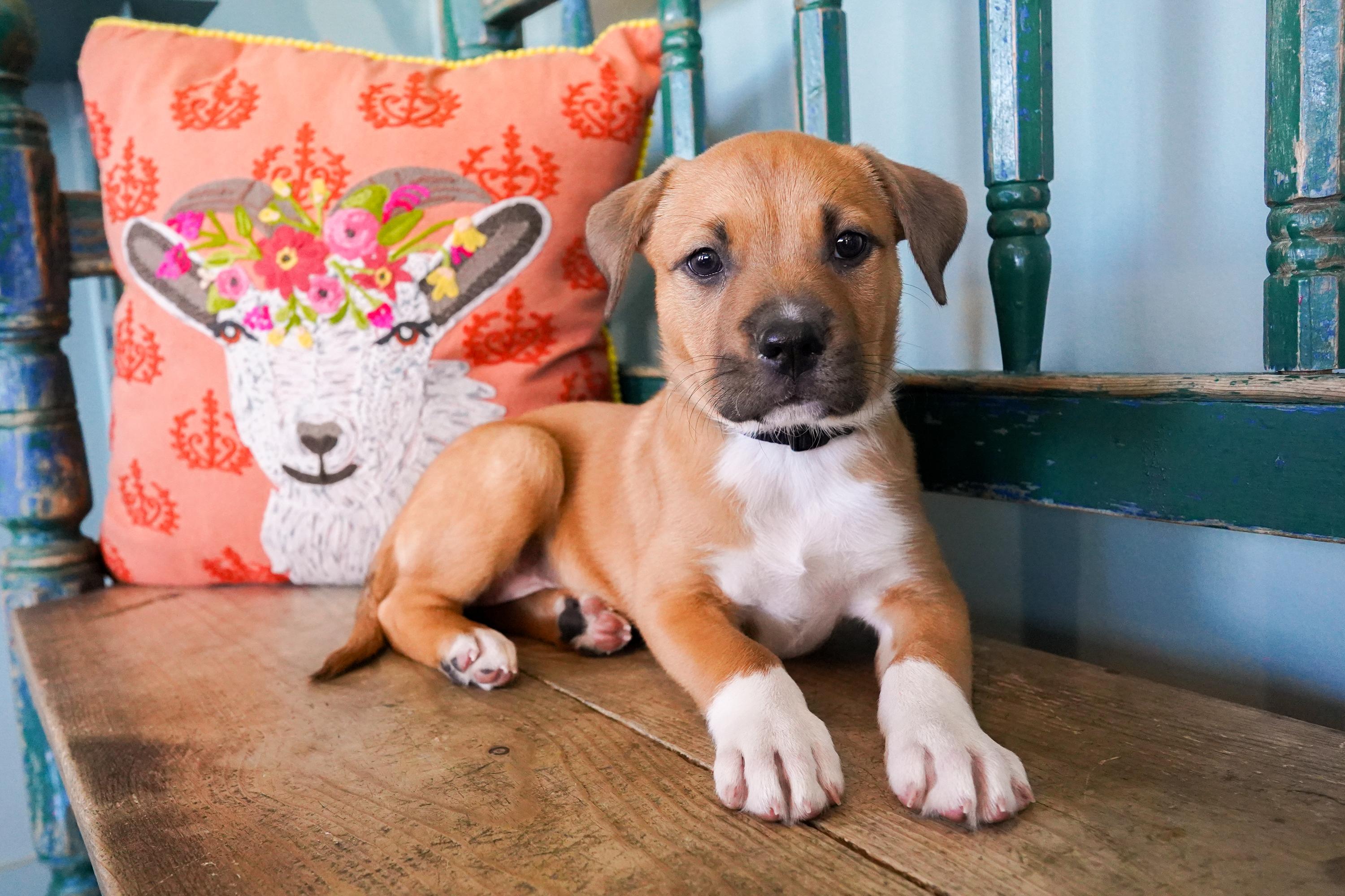 Dolly, an adopted mixed breed in San Antonio, TX image 4/5