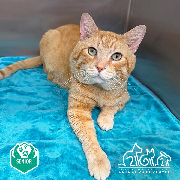 Enlarge CATINO, a Adoptable Domestic Short Hair in Irvine, CA image 1/1