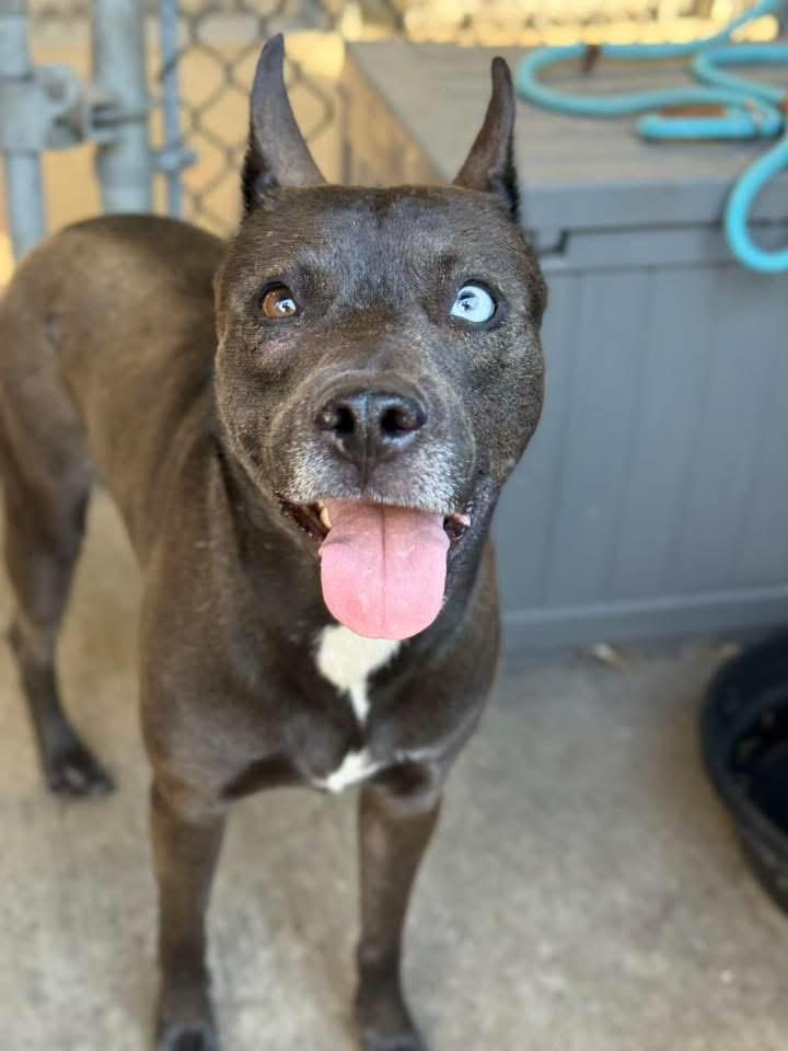 Amyrlin, ADOPTABLE, Adult Female Husky & German Shepherd Dog.