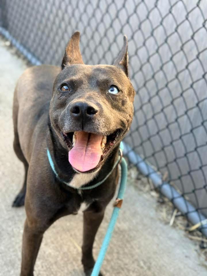 Amyrlin, a ADOPTABLE mixed breed in Chicago, IL image 3/5