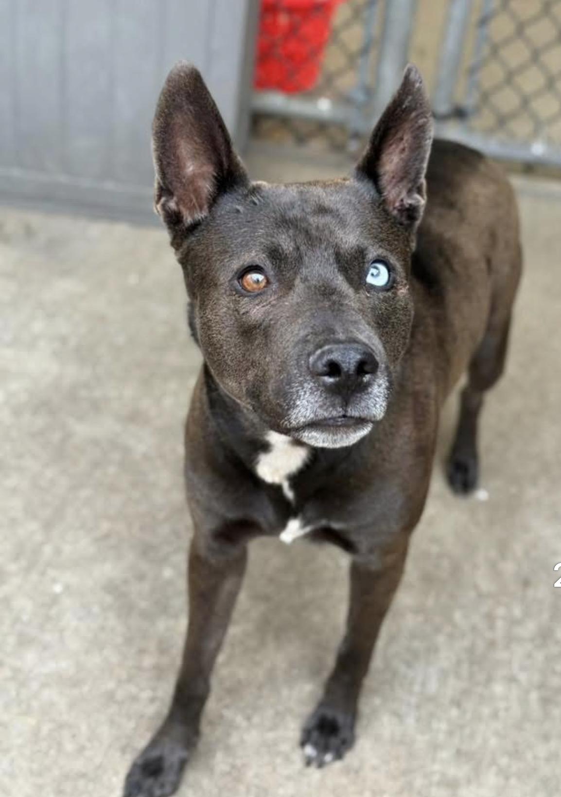 Amyrlin, a ADOPTABLE mixed breed in Chicago, IL image 2/5