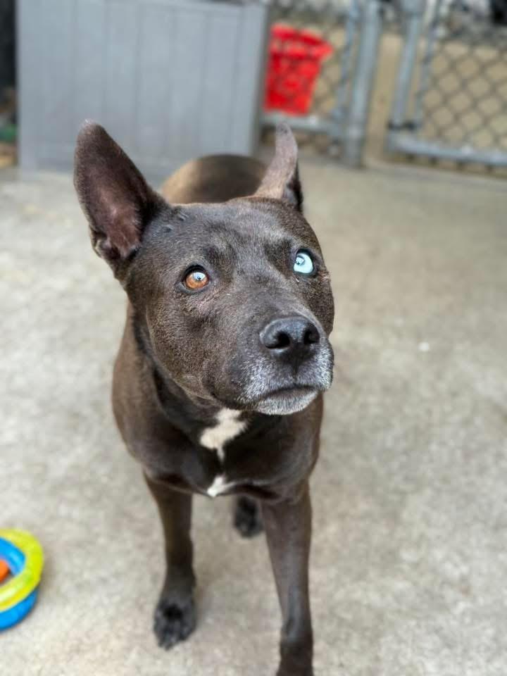Amyrlin, a ADOPTABLE mixed breed in Chicago, IL image 4/5