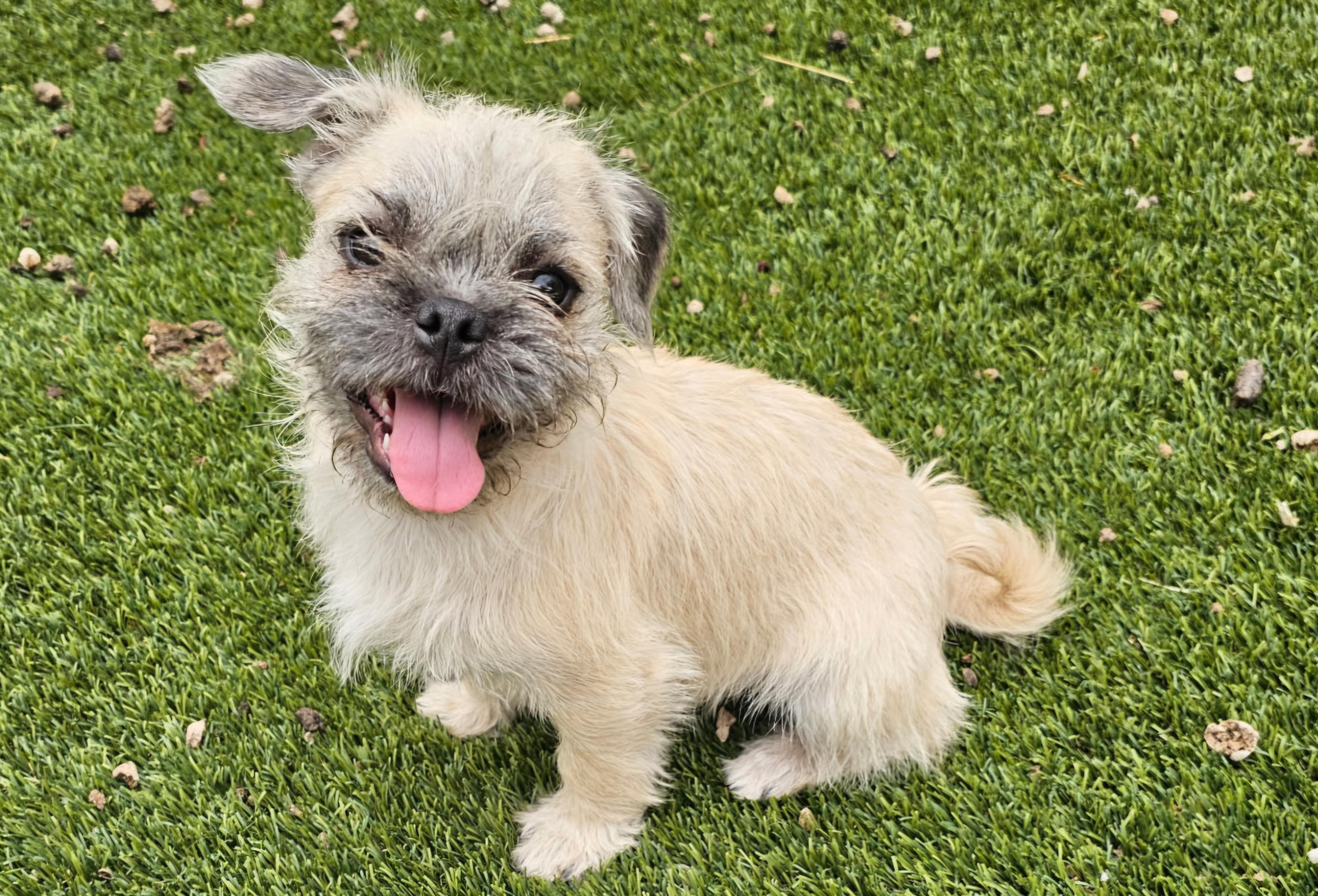 Paul, an adopted mixed breed in West Valley, UT image 1/2