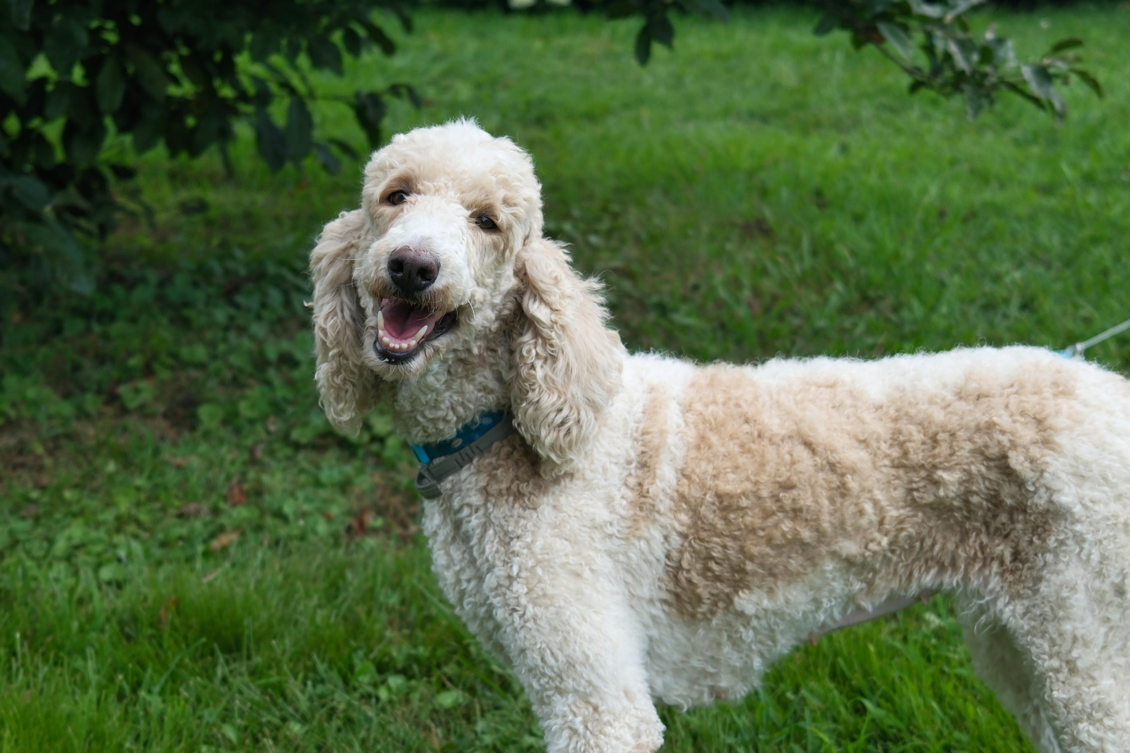 Perdie (Perditta)