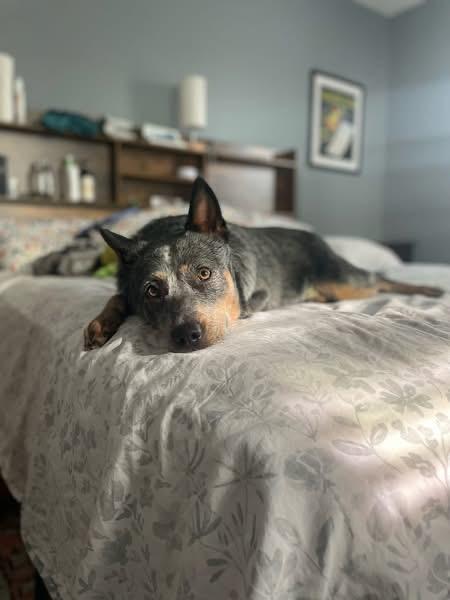 Blue, a ADOPTABLE Australian Cattle Dog / Blue Heeler in Fuquay-Varina, NC image 6/6