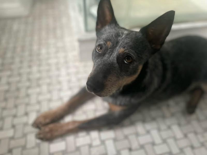 Blue, a ADOPTABLE Australian Cattle Dog / Blue Heeler in Fuquay-Varina, NC image 3/6