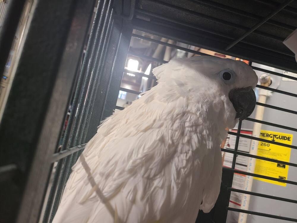 Enlarge CoCo, a Adopted Cockatoo in West Mifflin, PA image 1/1