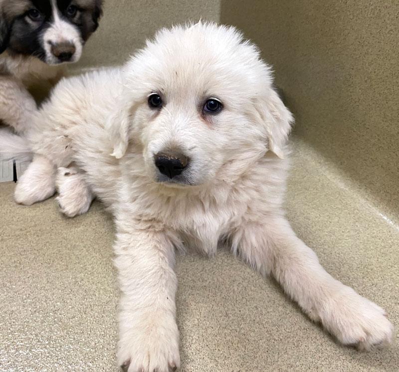 Zoey #22480, adopted, Puppy Female Great Pyrenees & Anatolian Shepherd.