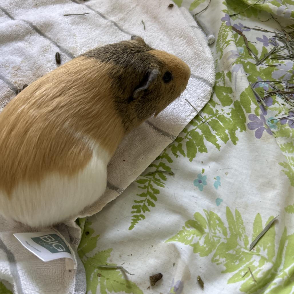Rizz, a Adoptable Guinea Pig in Conway, NH image 1/2