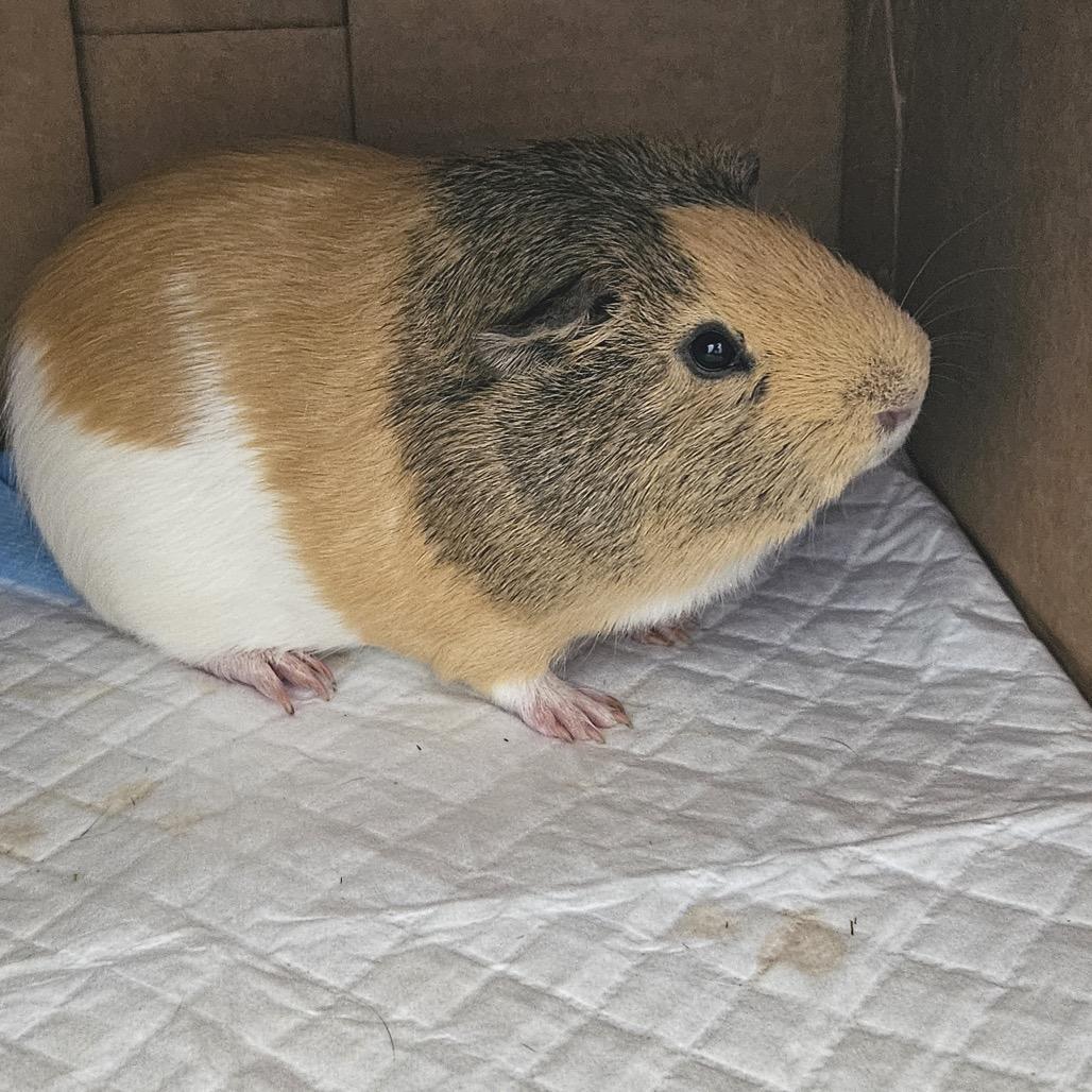 Rizz, a Adoptable Guinea Pig in Conway, NH image 2/2