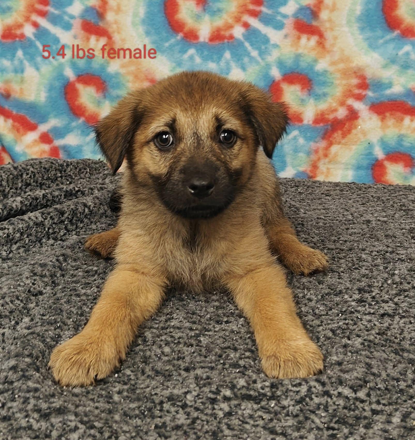 Enlarge Litter of Mixed Pyrenees Puppies, a ADOPTABLE mixed breed in Ossining, NY image 4/6