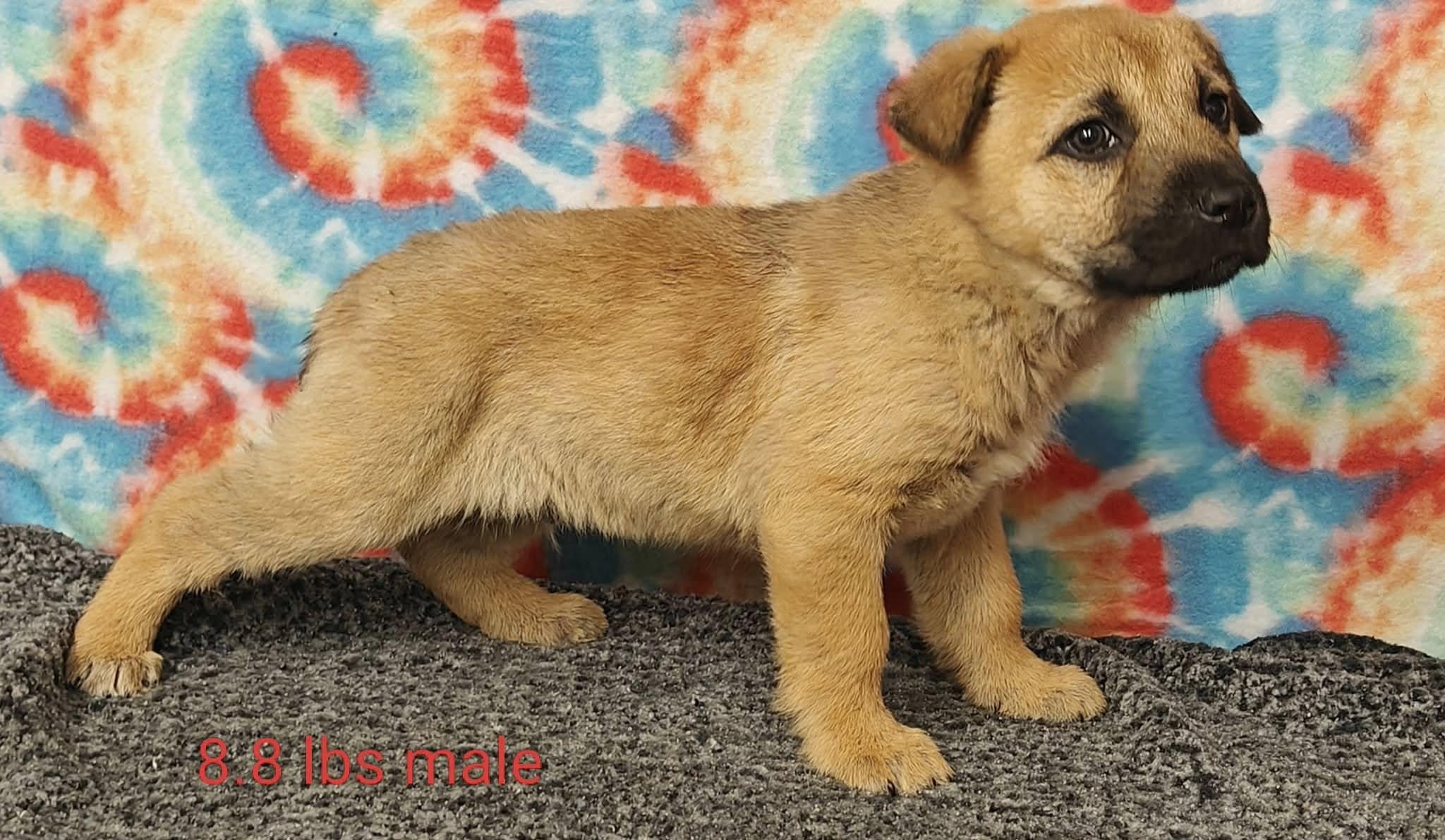 Enlarge Litter of Mixed Pyrenees Puppies, a ADOPTABLE mixed breed in Ossining, NY image 5/6