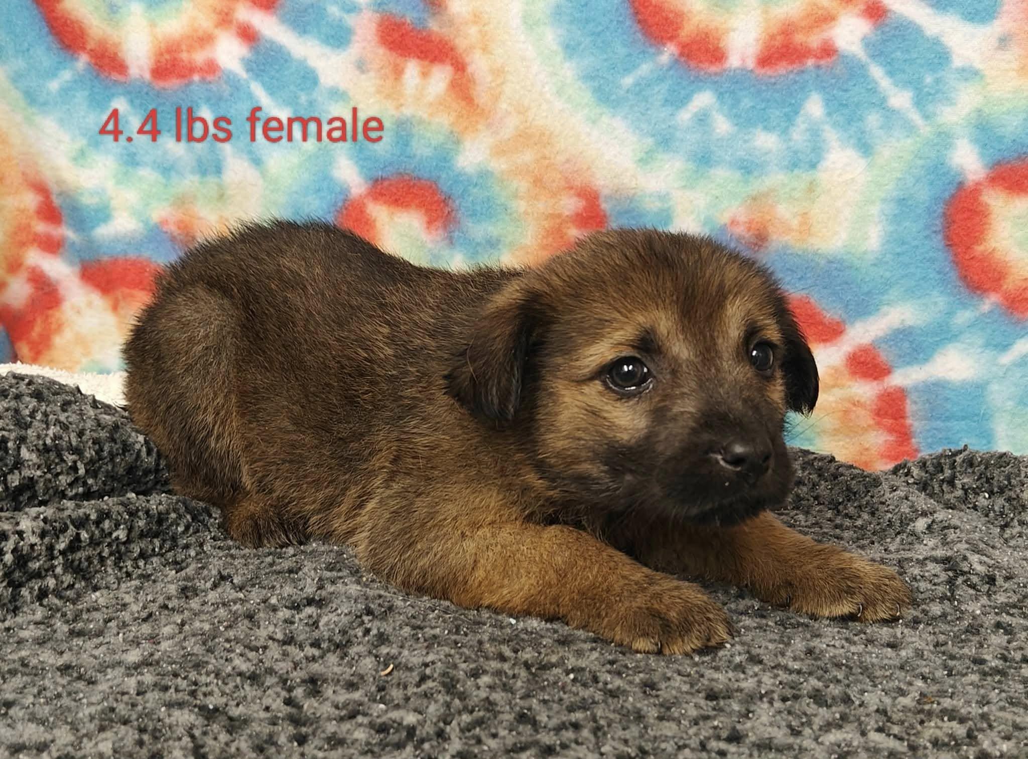 Enlarge Litter of Mixed Pyrenees Puppies, a ADOPTABLE mixed breed in Ossining, NY image 3/6