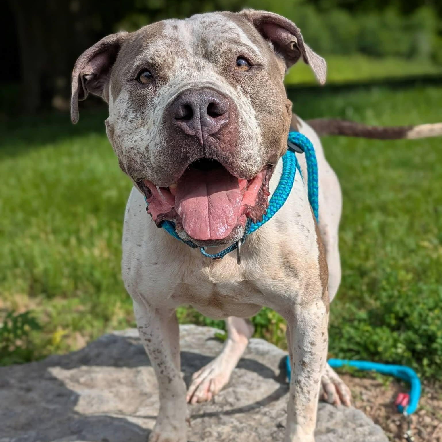 Enlarge Tigger, a ADOPTABLE Terrier in North Syracuse, NY image 1/4