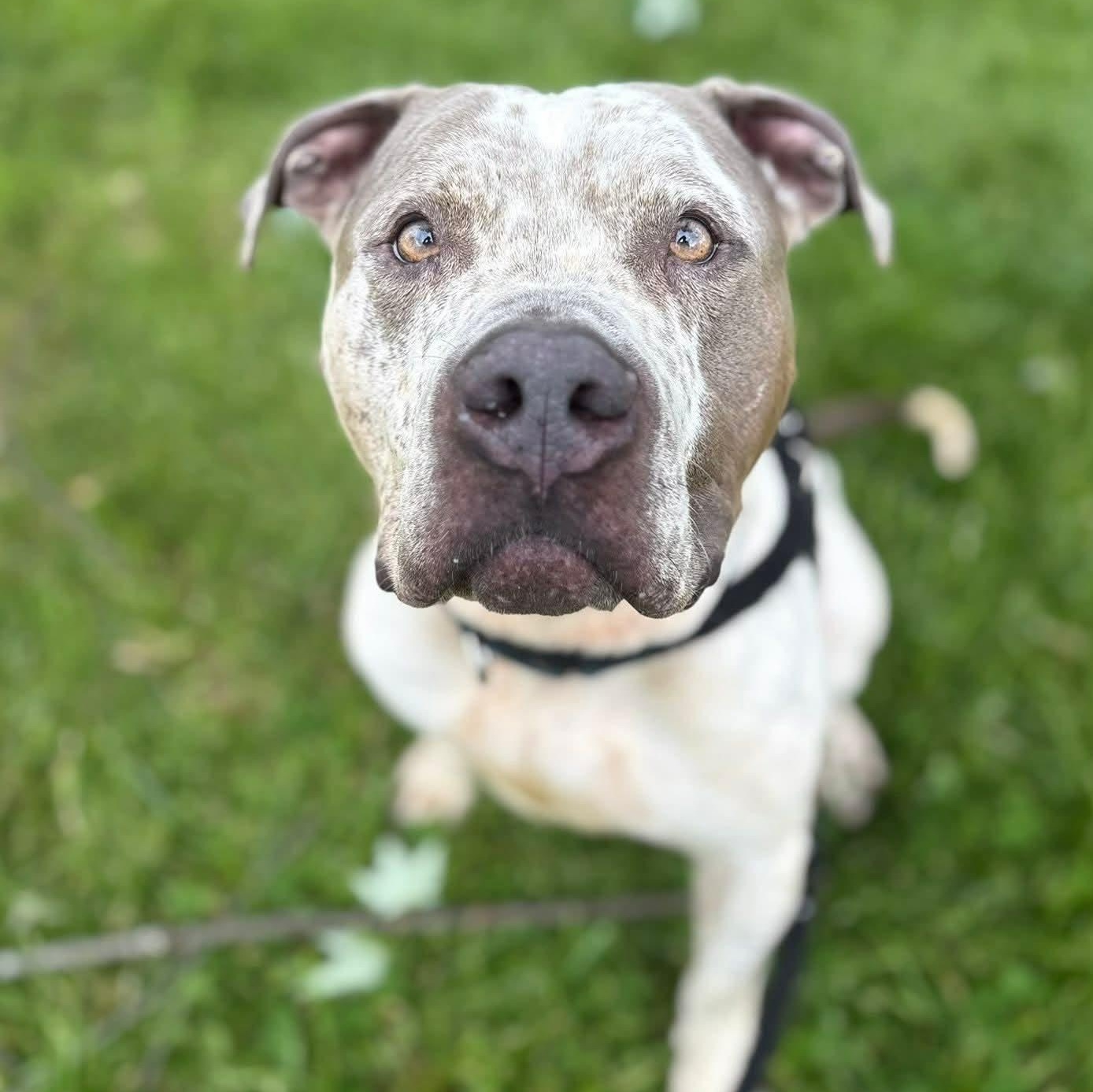 Enlarge Tigger, a ADOPTABLE Terrier in North Syracuse, NY image 4/4
