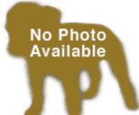 Colt 45576, a Adoptable mixed breed in Pocatello, ID image 1/2