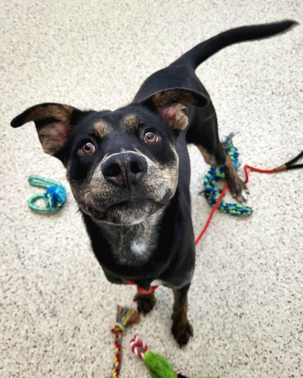 Enlarge Colt 45576, a Adoptable mixed breed in Pocatello, ID image 1/4