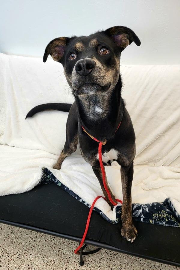 Enlarge Colt 45576, a Adoptable mixed breed in Pocatello, ID image 4/4