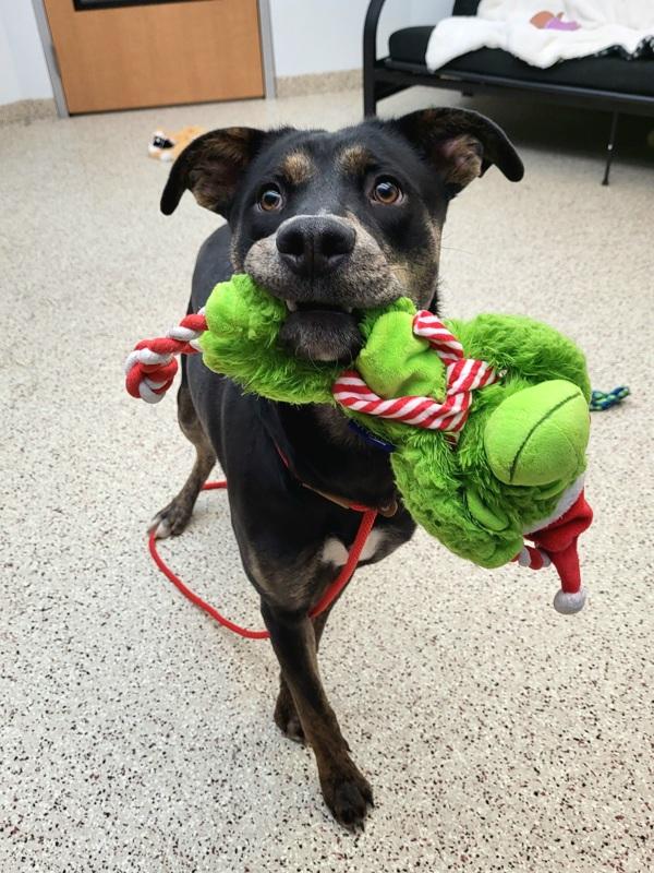 Enlarge Colt 45576, a Adoptable mixed breed in Pocatello, ID image 3/4