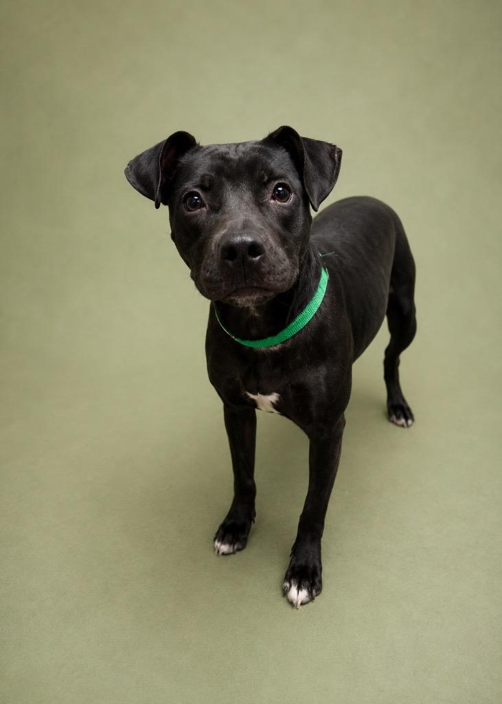 Enlarge Ziva, a Adoptable mixed breed in Tifton, GA image 1/4