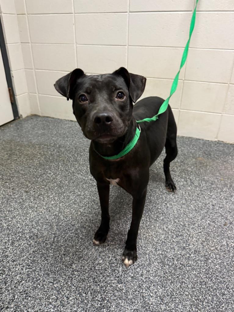 Enlarge Ziva, a Adoptable mixed breed in Tifton, GA image 2/4