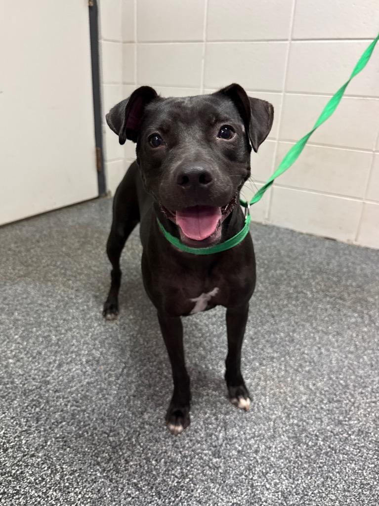 Enlarge Ziva, a Adoptable mixed breed in Tifton, GA image 3/4