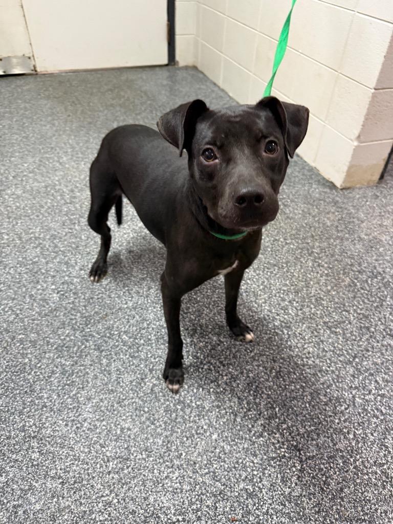 Enlarge Ziva, a Adoptable mixed breed in Tifton, GA image 4/4