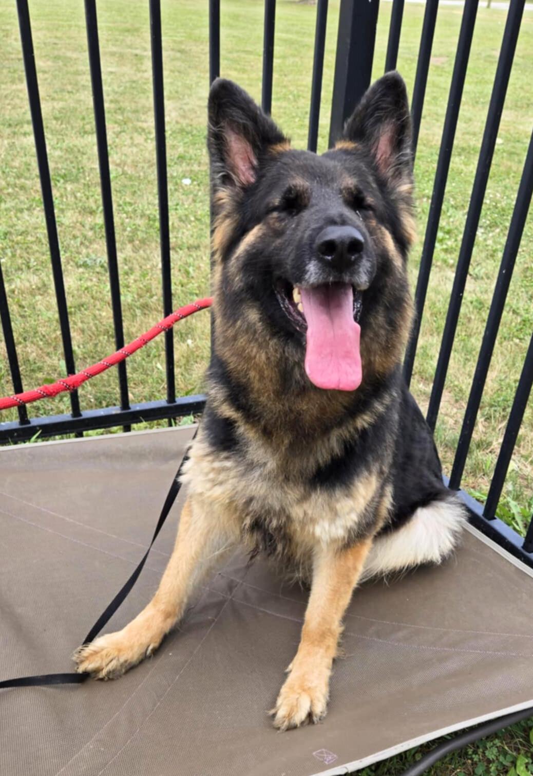Enlarge Luna, an adoptable German Shepherd Dog in Valparaiso, IN image 4/4