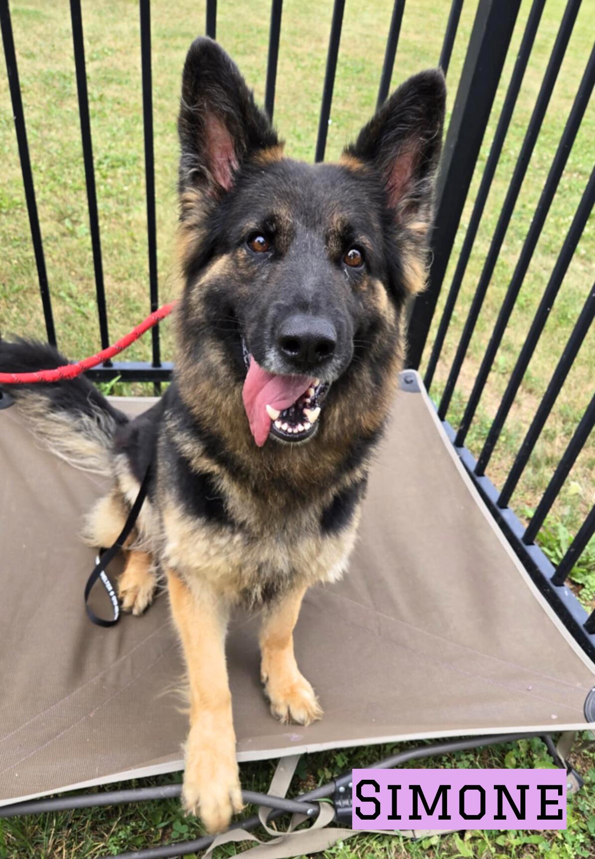 Enlarge Luna, an adoptable German Shepherd Dog in Valparaiso, IN image 3/4