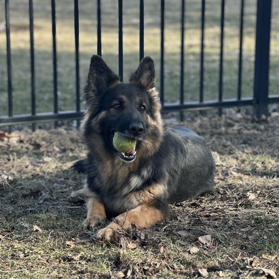 Enlarge Luna, an adoptable German Shepherd Dog in Valparaiso, IN image 2/4