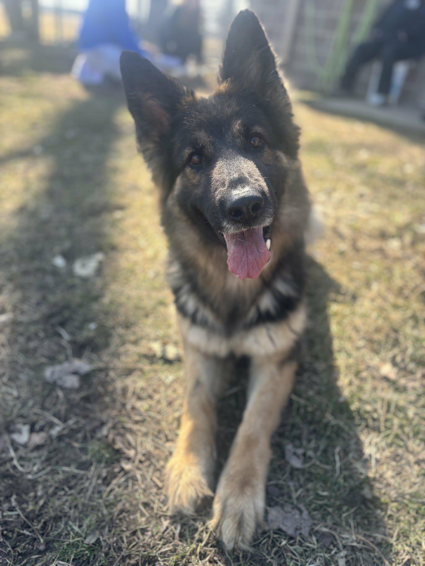 Enlarge Luna, an adoptable German Shepherd Dog in Valparaiso, IN image 1/4