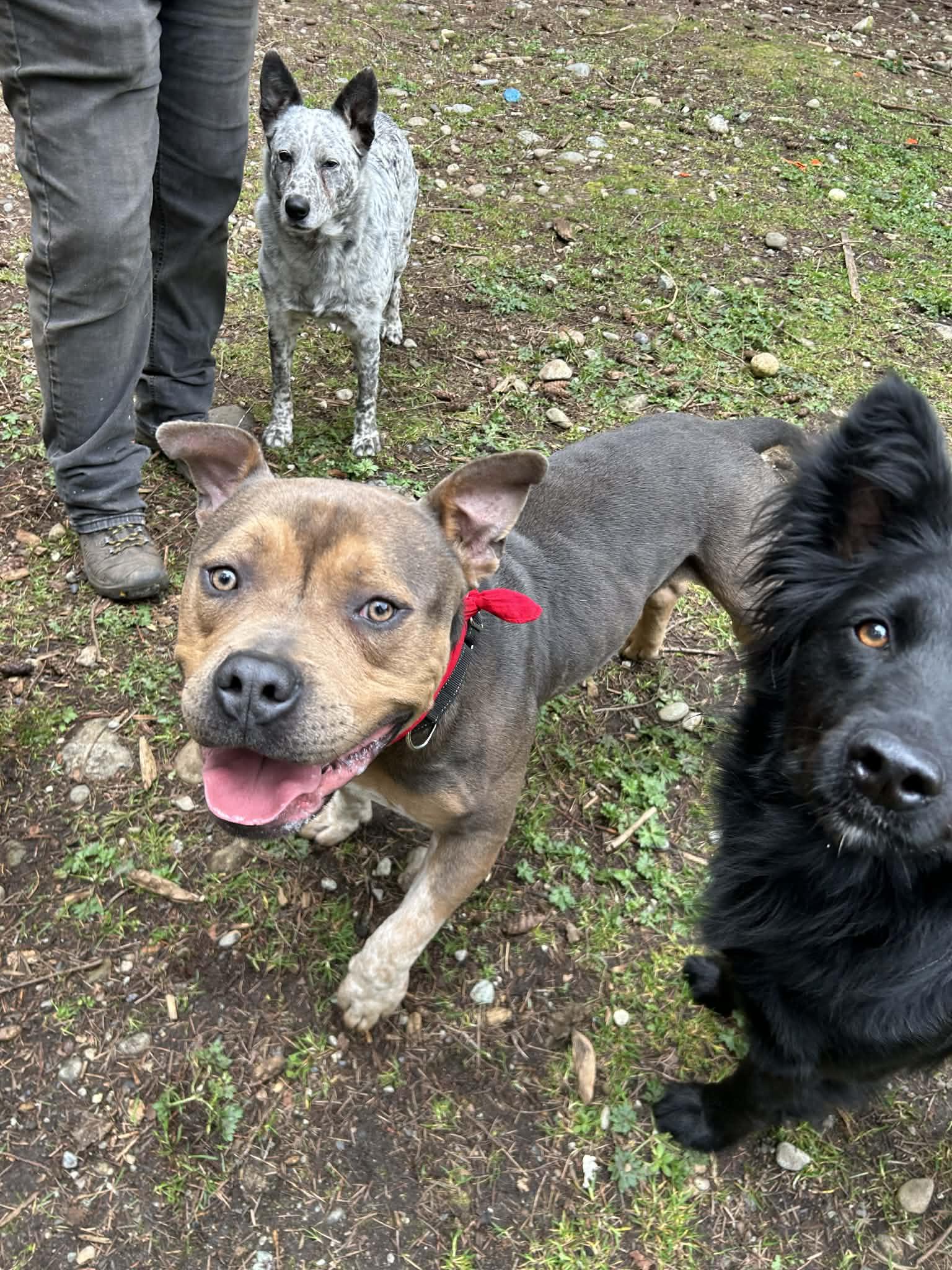 Enlarge Romeo, a Adoptable mixed breed in AUBURN, WA image 4/5