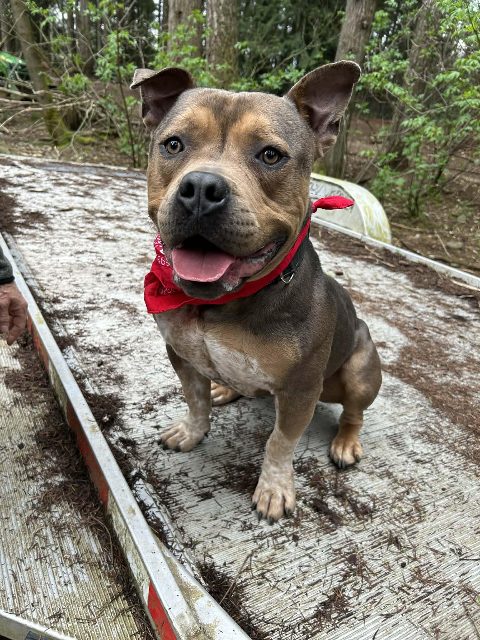 Romeo, Adoptable, Young Male Bulldog.