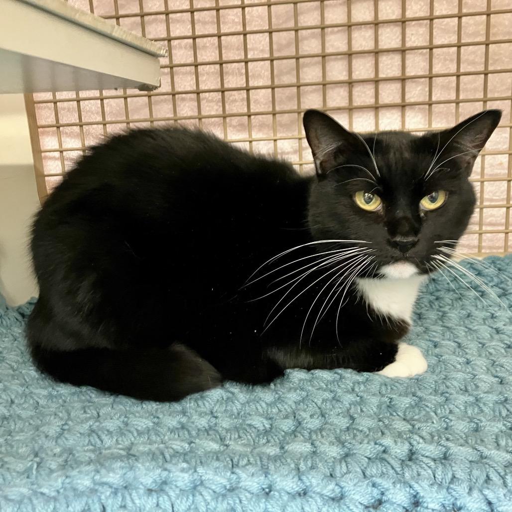 Enlarge Lottie McCracken, a Adoptable Domestic Short Hair in Merrifield, VA image 1/3