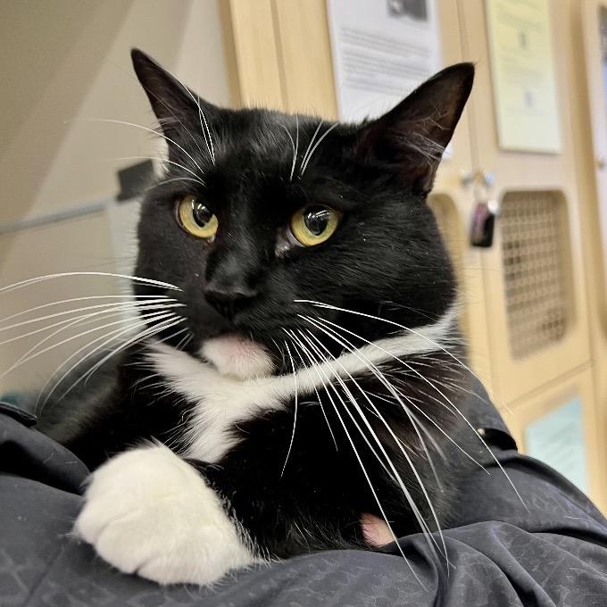 Enlarge Lottie McCracken, a Adoptable Domestic Short Hair in Merrifield, VA image 2/3
