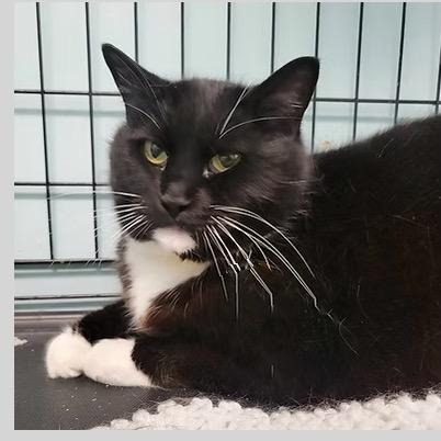 Enlarge Lottie McCracken, a Adoptable Domestic Short Hair in Merrifield, VA image 3/3