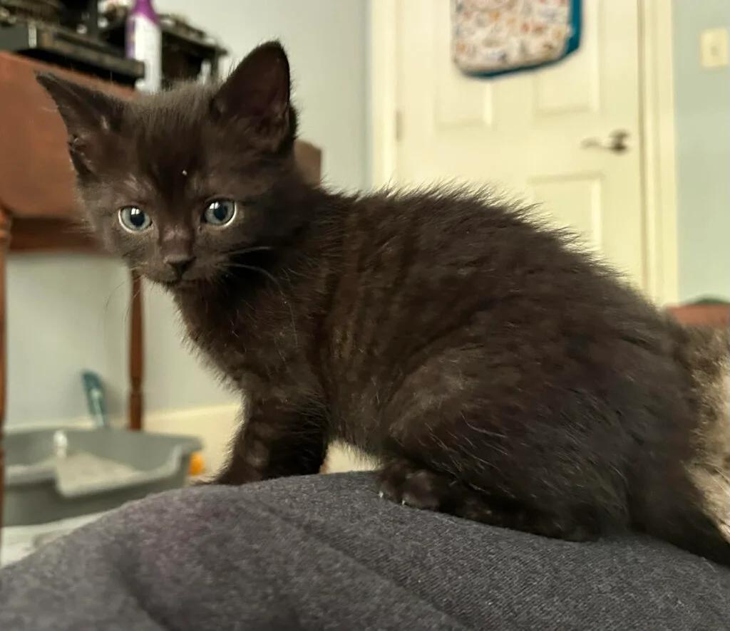 Victor, ADOPTABLE, Kitten Male Domestic Short Hair.