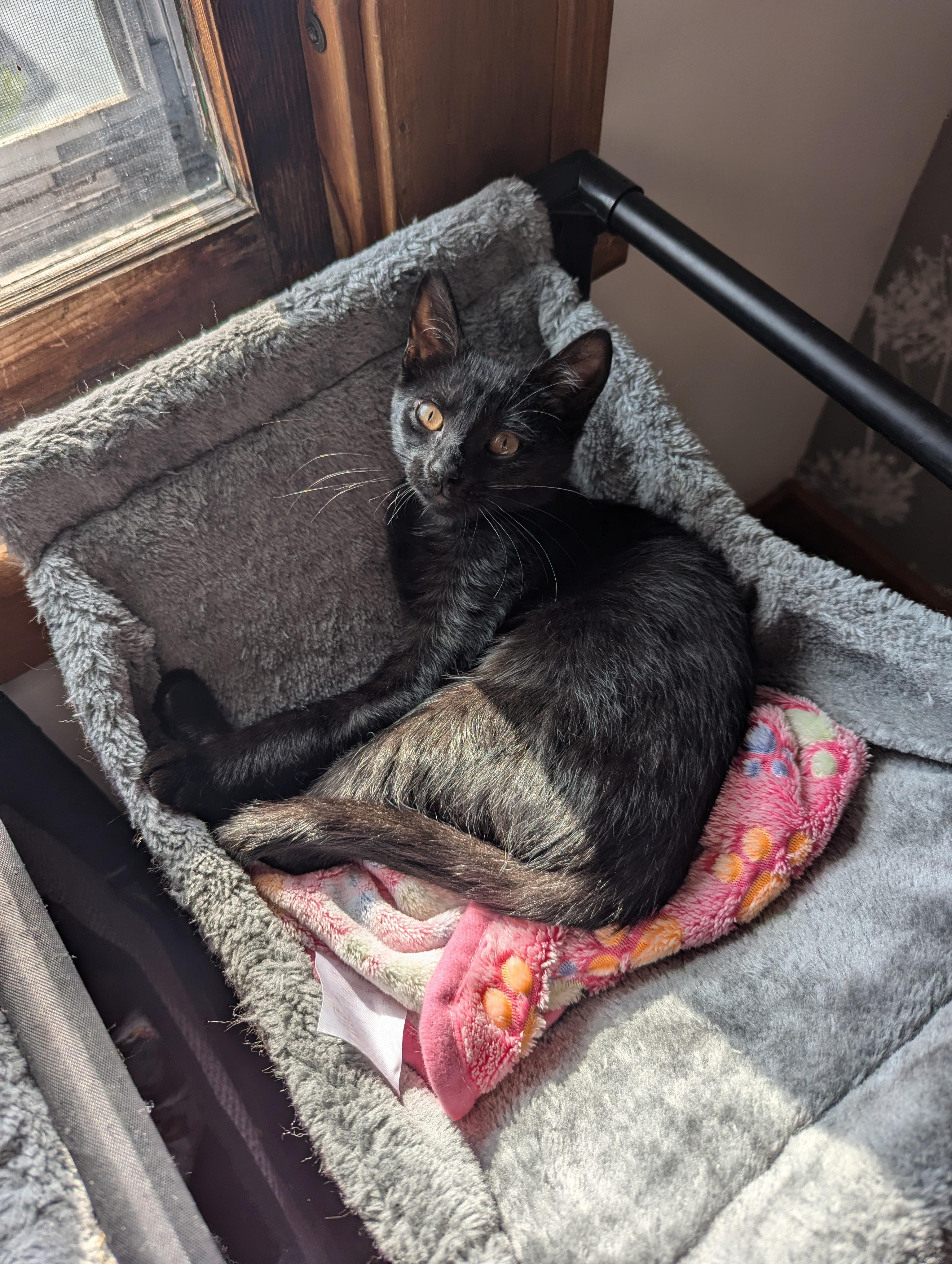 Nori, Baby Female Domestic Short Hair