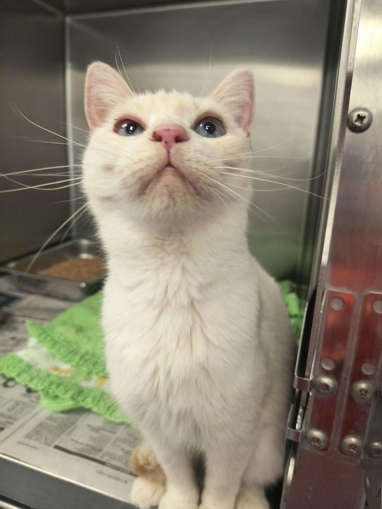 CA 133 Kimmy, Adoptable, Adult Female Siamese.