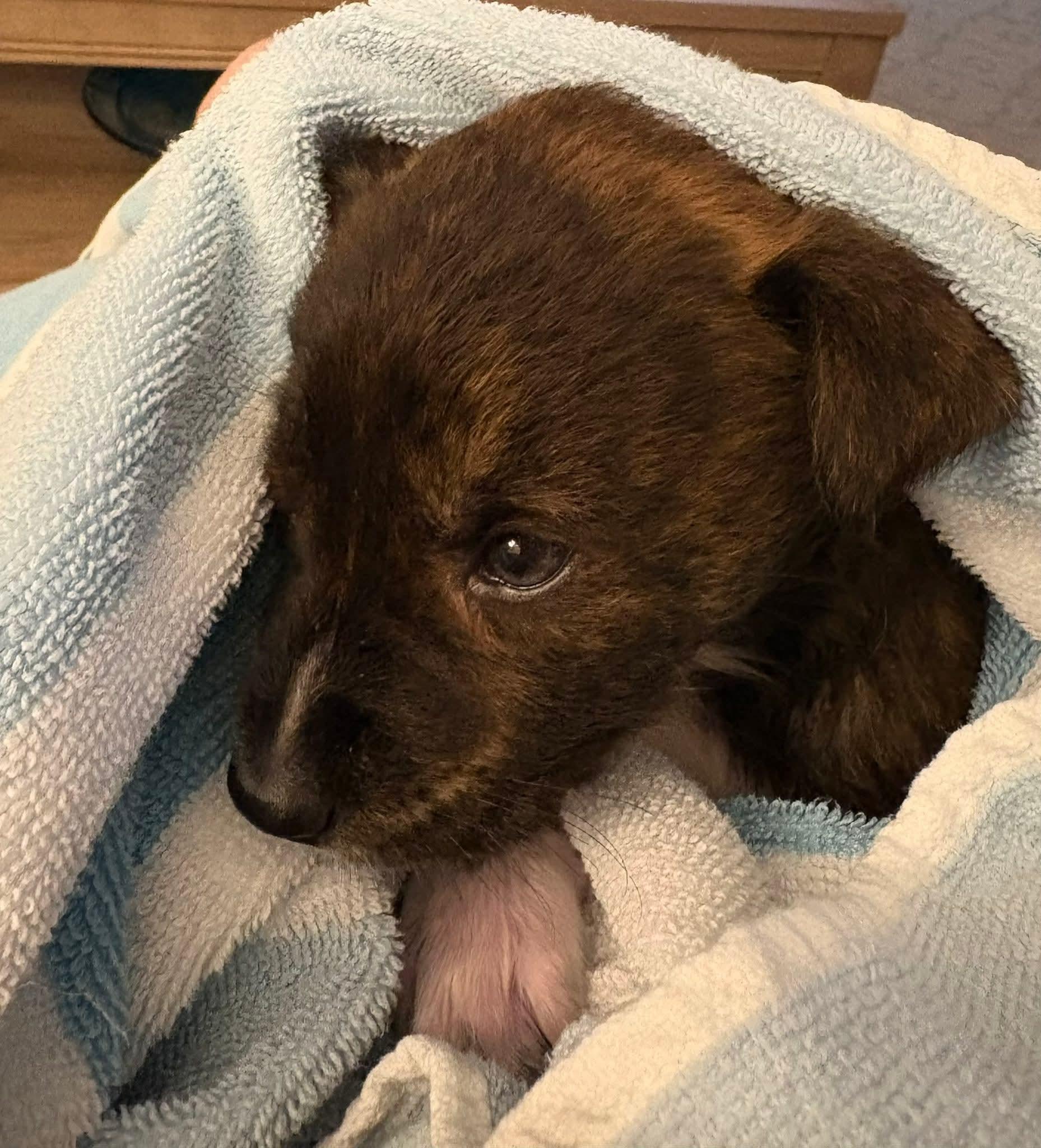 Enlarge Alfie, a ADOPTABLE mixed breed in Collingswood, NJ image 5/6