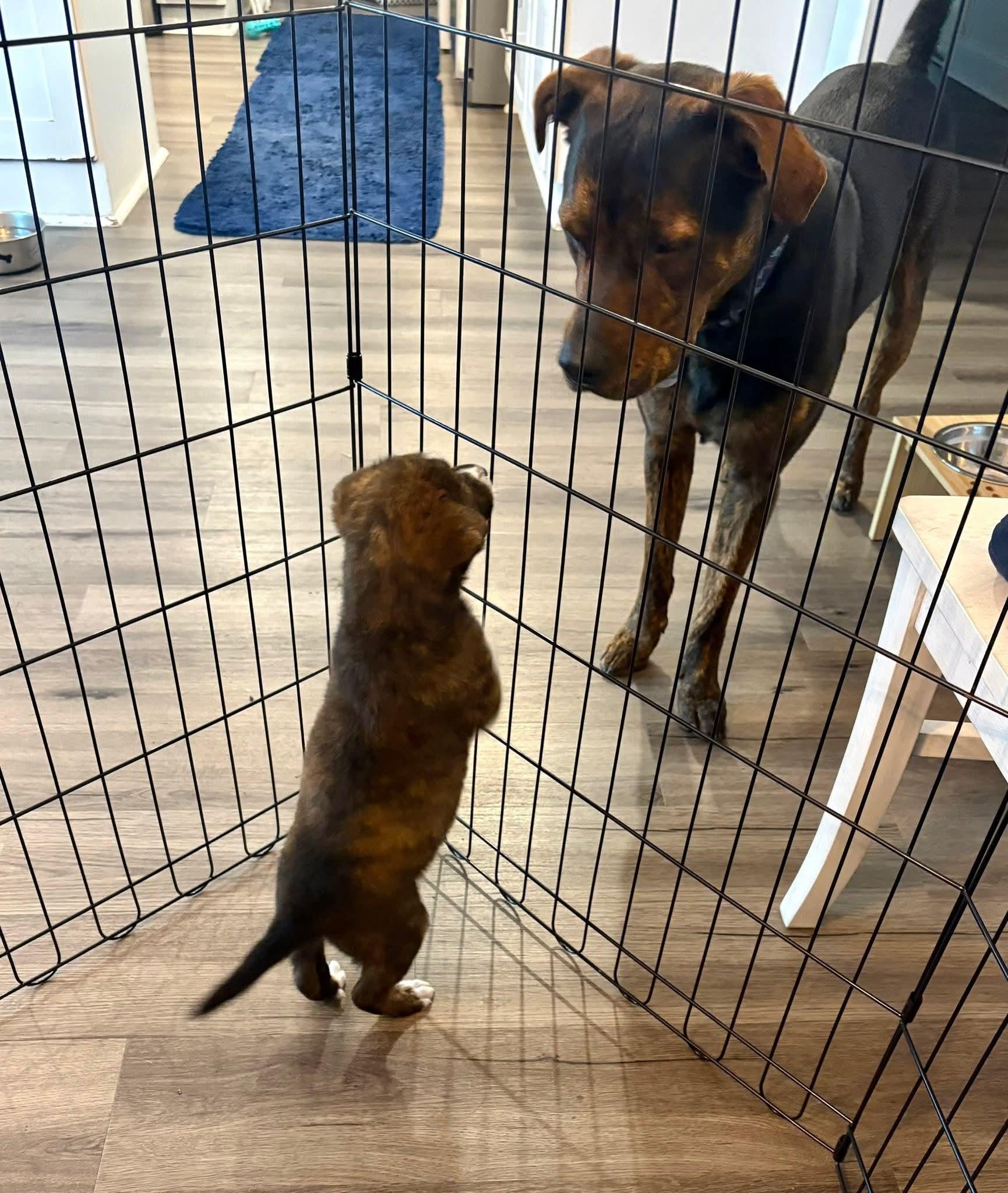 Enlarge Alfie, a ADOPTABLE mixed breed in Collingswood, NJ image 6/6