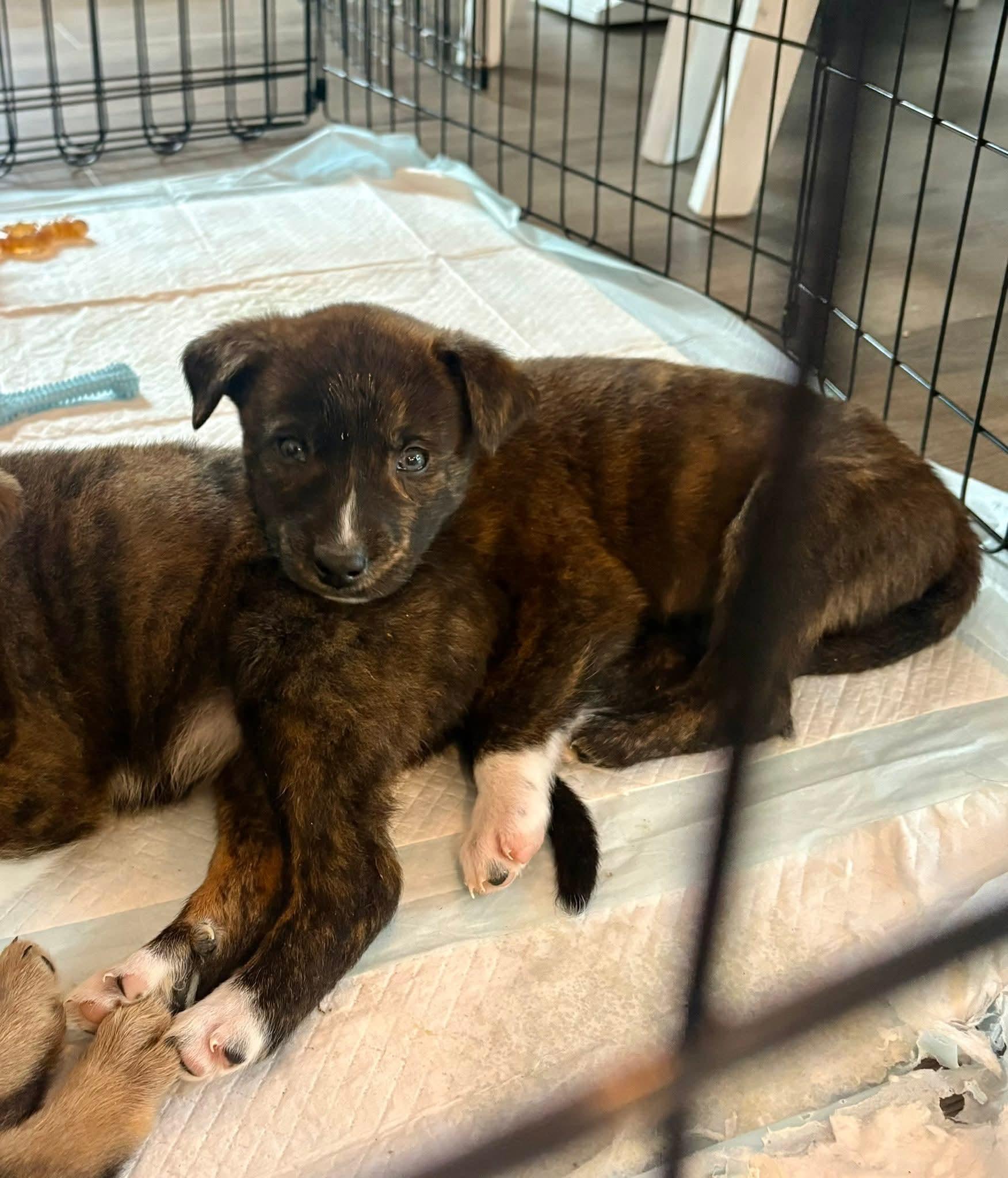 Enlarge Alfie, a ADOPTABLE mixed breed in Collingswood, NJ image 3/6