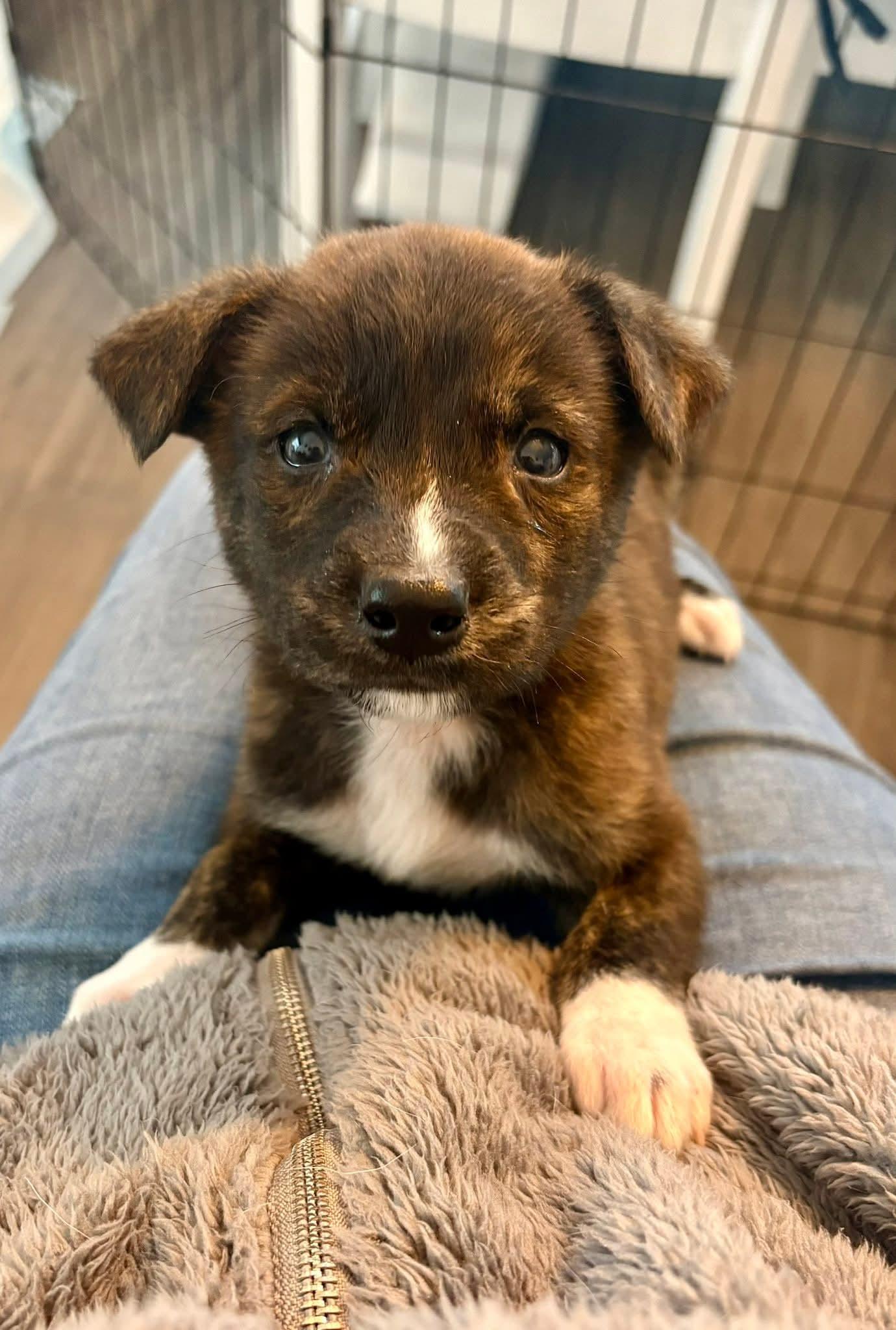 Alfie, ADOPTABLE, Puppy Male Mixed Breed.