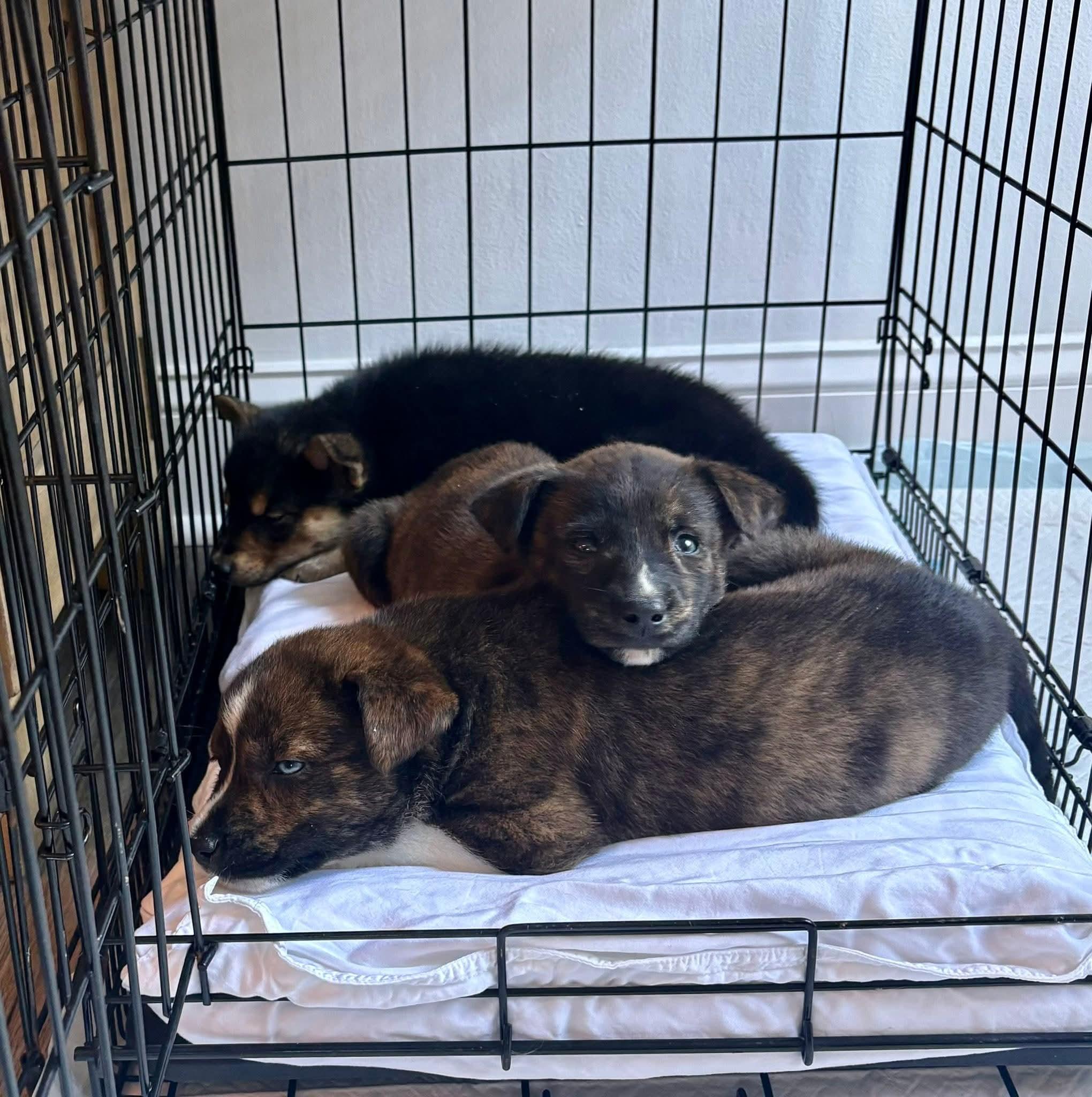 Enlarge Alfie, a ADOPTABLE mixed breed in Collingswood, NJ image 2/6