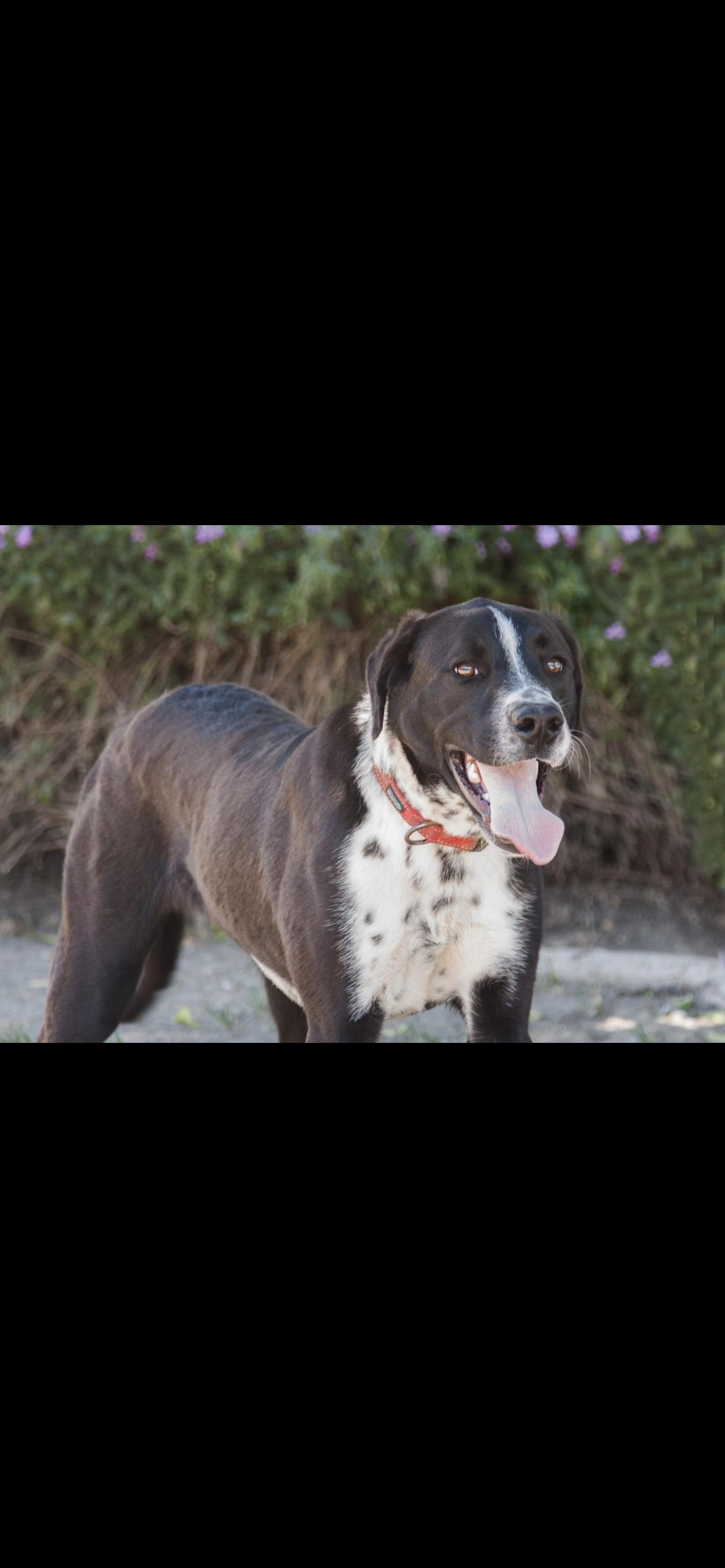 Haybel, Adoptable, Adult Male Terrier & Dalmatian.