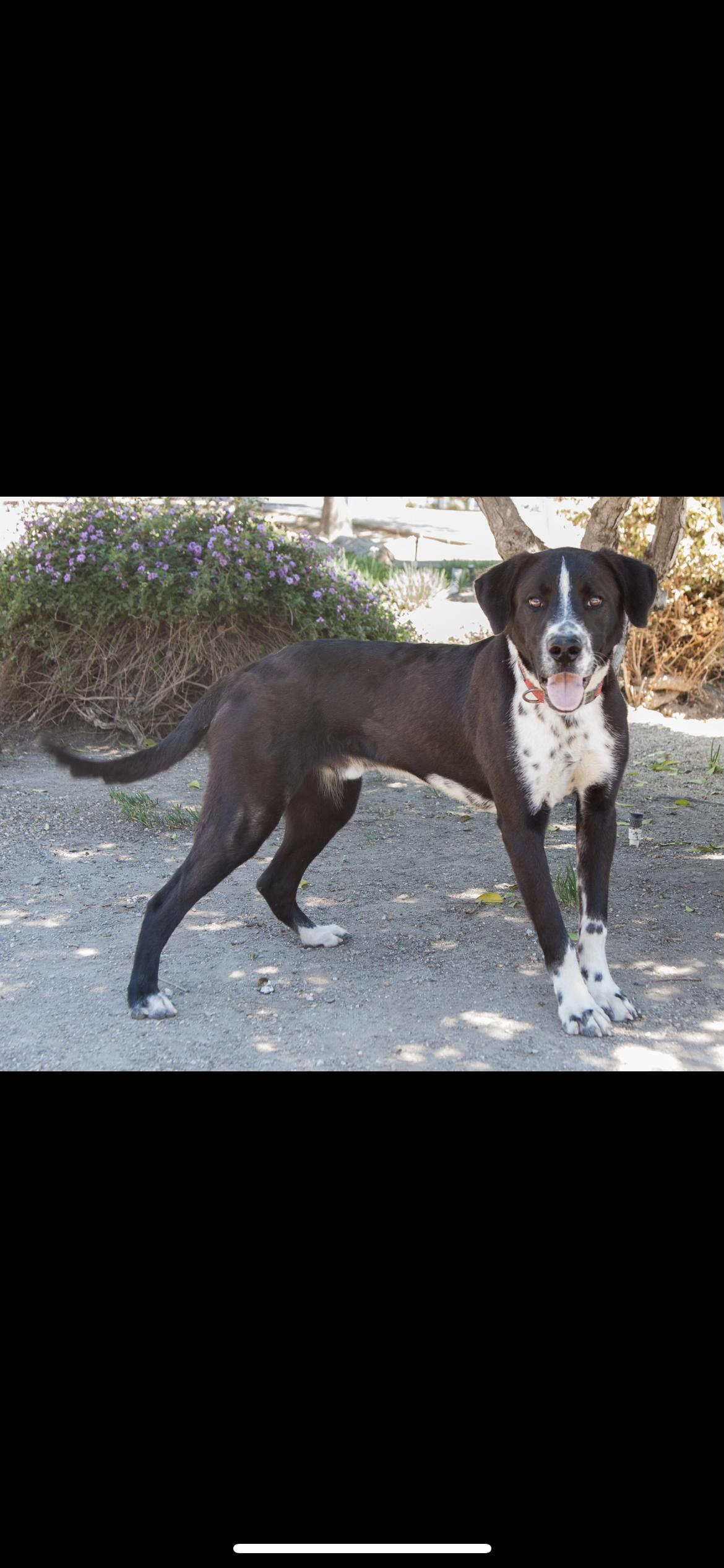 Haybel, a Adoptable mixed breed in Hamden, CT image 2/6