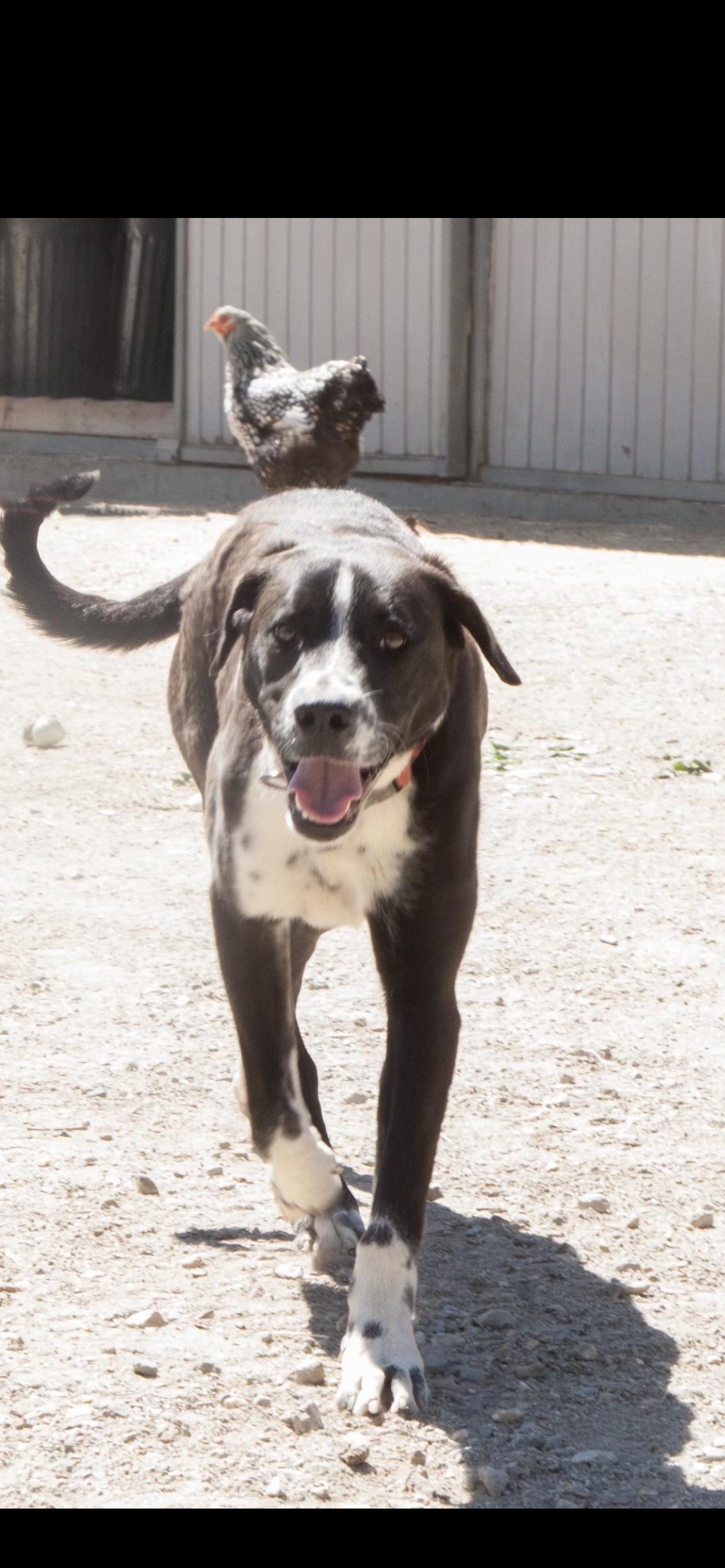 Haybel, a Adoptable mixed breed in Hamden, CT image 3/6