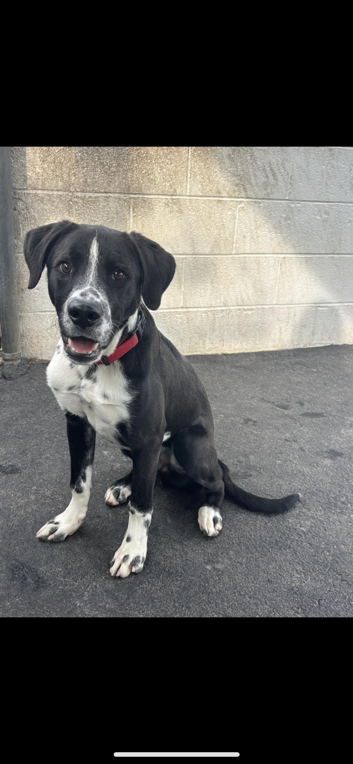 Haybel, a Adoptable mixed breed in Hamden, CT image 4/6