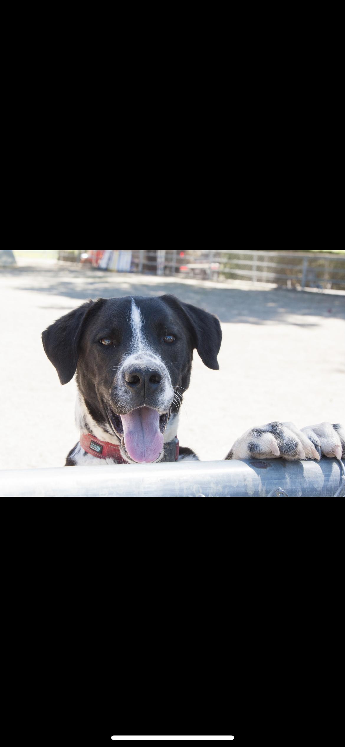 Haybel, a Adoptable mixed breed in Hamden, CT image 5/6